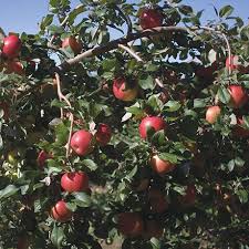 Honeycrisp apple trees for sale | … mcintosh apple 138 count bushel case (risk of bruising) $68.00 on sale $66.50 sale. Semi Dwarf Honeycrisp Apple Tree