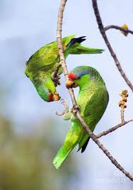 A 1994 study estimated wild populations of between 2,000 and 4,300 mature individuals; Red Crowned Amazon Red Crowned Parrot Green Cheeked Amazon Mexican Red Headed Parrot En Amazon Parrot Animal Photo Parrot Bird