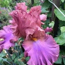 Tall Bearded Iris Iris Just Too Mauvelous In The Irises Database National Gardening Association Bearded Iris Flower Garden Rhizome