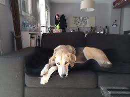 Quick Tip How To Protect Your Sofa From Pets Dog Couch Pets Home