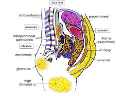 Adipose tissue contains several cell types, with the highest percentage of cells being adipocytes, which contain fat droplets. Major Adipose Depots In Humans Subcutaneous Adipose Tissues Include Download Scientific Diagram
