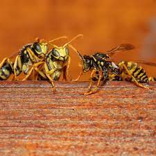 Some years ago, my porch was plagued with wasps, until i finally located their nest and smoked them out. There Are Wasps In The Yard You D Better Get To Know Them The New York Times