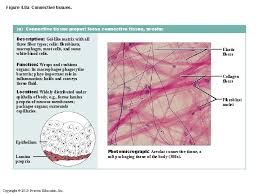 As the name suggests, the matrix is made of a loose network of fibres, filled with a substantial amount of amorphous ground substance. Definition Of Connective Tissue A Tissue Of Mesodermal