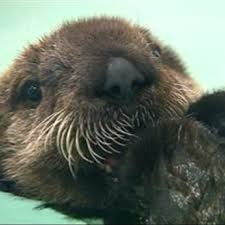 Baby Sea Otter Baby Otters Cute Animals Otters