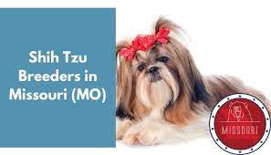 Join millions of people using oodle to find puppies for adoption, dog and puppy listings, and other pets adoption. 16 Shih Tzu Breeders In Missouri Mo Shih Tzu Puppies For Sale Animalfate