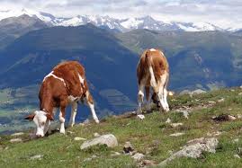 Dolomieten Wandern Kampeerterrein Camping Wildberg Kampeerterrein Vakantie Camping Zomer