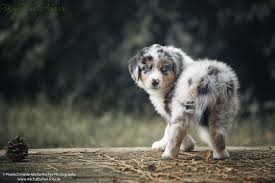 Full description of puppies for sale. Mini Aussie Welpen Wurf Maybe X Riggs Fairy Floss Mini Aussies Miniature Australian Shepherd