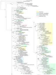 Image result for Setaria lindenbergiana