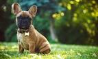 Top 10 Calmest Dog Breeds Perfect for New Owners & Kids