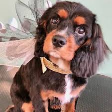 Don't miss out on our natural balance pet foods sales this june! Pet Grooming Grooming Services Santee Furology Inc
