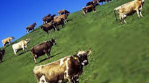 ruyada inek surusu gormek suruyle inek ne anlama gelir diyadinnet