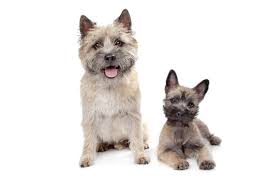 Distinctly a breed of its own. How Much Is A Cairn Terrier The Cost Guide Petbudget