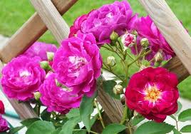 The individual attorneys and support staff form a team of highly qualified legal professionals that demonstrate and provide first rate client services, using both professional skills and integrity to provide unparalleled. Rosenversand Rosengarten Zweibrucken Kletterrose