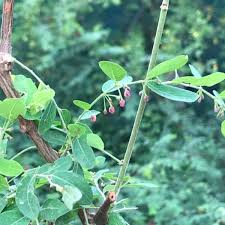 Image result for Phyllanthus reticulatus