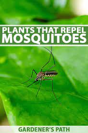 Sprays are still the most common type of repellent. Plants That Repel Mosquitoes Dispelling The Myth Gardener S Path
