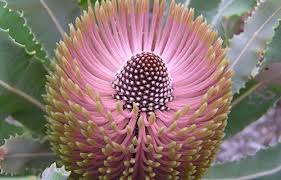 Guide to growing australian plants. Native Plants Wa Protecting Promoting And Enhancing Local Vegetation