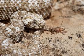 Pseudocerastes Urarachnoides Viper Unique Animals Pit Viper