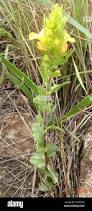 Image result for Alectra sessiliflora