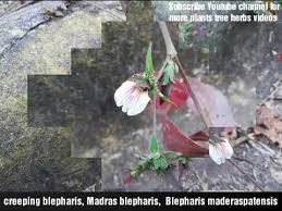 Image result for Blepharis maderaspatensis