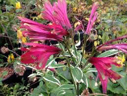 Maybe you would like to learn more about one of these? South America Plants