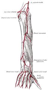 There is a printable worksheet available for download here so you can take the quiz with pen and paper. Arteries Of The Upper Limb The Lecturio Medical Online Library