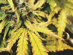 With too little water, plants can't take up essential nutrients. The Causes And Solutions For Yellow Cannabis Leaves Rqs Blog