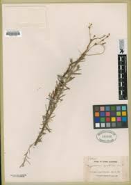 Image result for Hypericum quartinianum