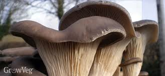 Here are the steps to dry mushrooms in the oven place the sliced mushrooms on a piece of baking parchment on a baking tray. Growing Gourmet Mushrooms At Home From Waste Coffee Grounds