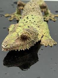 Image result for Phacelurus