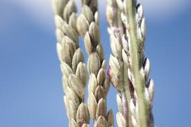 Image result for Digitaria nitens