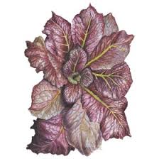 Leave at least 800 feet between crops to avoid cross breeding. Summer Sale 40 Off Botanical Interests