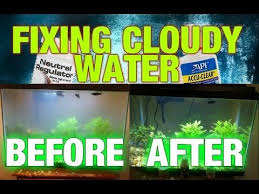Solved with using natures power. Cloudy Aquarium Water Step By Step Fixing Fish Tank Cleaning Betta Fish Tank Beta Fish Tank