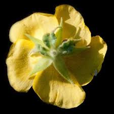 Image result for Melhania acuminata