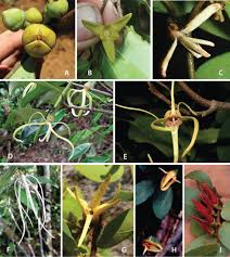 Image result for Psychotria mildbraedii