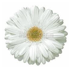 《 flowwow 》 best local flower shops near me in ! White Gerbera Daisy With Light Center Gerbera Wedding Flowers Bulk Flowers