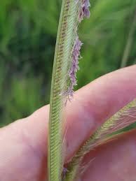 Image result for Ctenium newtonii