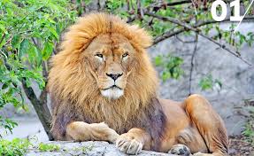 See all 164 african monkey species listed, with photos of the 10 most iconic. 5 Animals That Are The Symbols Of African Safaris The Big Five