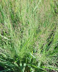 Image result for Eragrostis arenicola