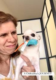 My Chihuahua Snoop 🐕, brings joy to my heart💗🥰