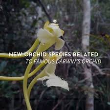 Image result for Solenangis