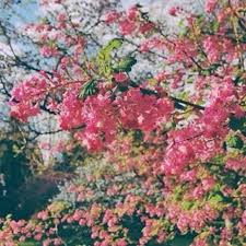 Breanna Drennan Badrennan On Instagram March Winds And April Showers Bring Forth May Flowers Snapshotsfromseattle May Flowers Instagram Instagram Posts
