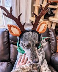 Happy American Independence Day, if it's something you celebrate. Between  the thunderstorms and the fireworks this weekend, my dogs are going to be  mighty relieved when my neighbors finally burn through their