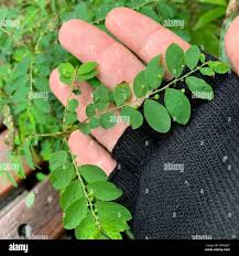 Image result for Phyllanthus tenellus