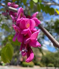 Robinia pseudoacacia purple robe is a gorgeous tree in its youth. Ufei Selectree A Tree Selection Guide