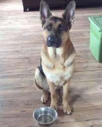 Aprender El Idioma Arabe Los Perros Hambrientos Esopo Corgi Pinterest Google Perros
