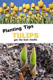 Follow This Gardening Guide For Great Results With Tulip Bulbs Learn How To Successfully Plant And Grow Tulips Gardeni Planting Tulips Growing Tulips Plants