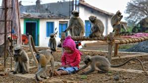 1.jpeg (and jpg) — joint photographic experts group. Kenalan Dengan Samarth Mowgli Bocah Yang Akrab Dengan Monyet