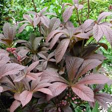 Image result for Rodgersia chocolate wings