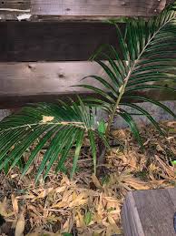 Image result for Acanthophoenix rubra