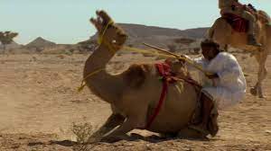 In the beginning of years, when the world was so new and all, and the animals were just beginning to work for man, there was a camel. Trying To Ride A Crazy Camel Ben James Versus The Arabian Desert Bbc Youtube